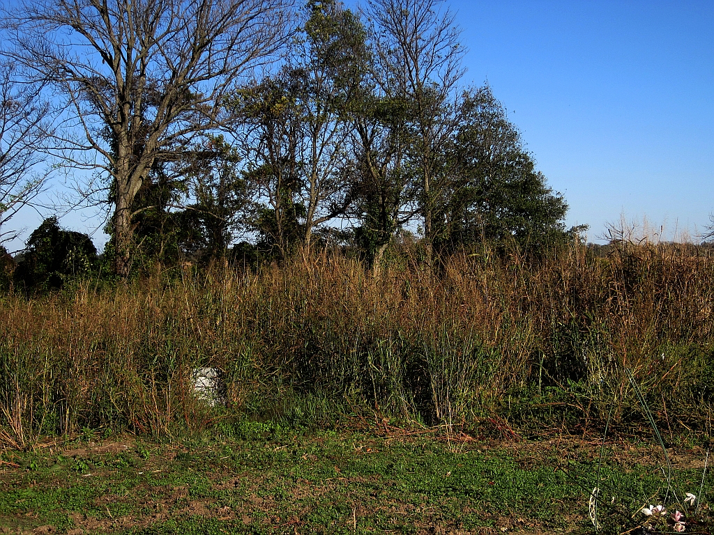 Sonny Boy Williamson II's grave site-Thomas R Machnitzki